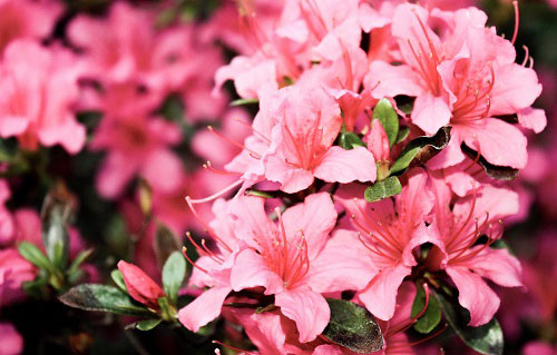 Catalogo Azalea