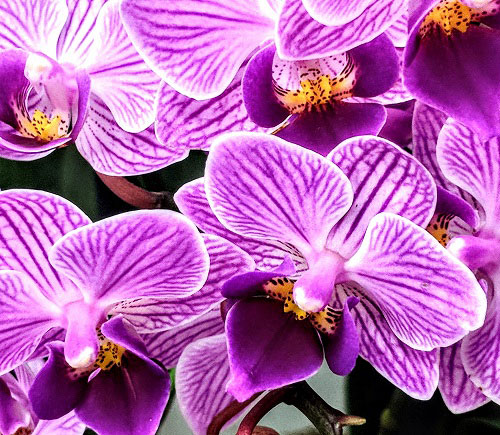 Catalogo Orchidea